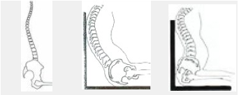 Tronco — Anterior / Posterior